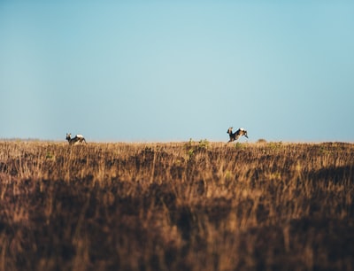 两个棕色的鹿在白天布朗草地上运行
